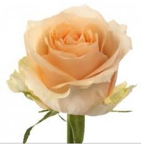 ΤΡΙΑΝΤΑΦΥΛΛΑ  ΚΡΕΜ  ROSEN MAGIC AVALANCE 60cm